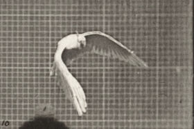Plate 760 Cockatoo flying — figure reference